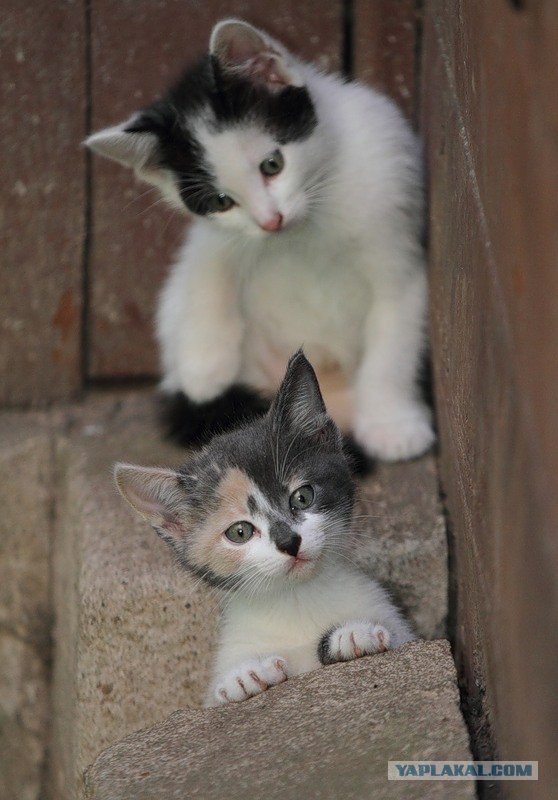 Котовторник с Кузей