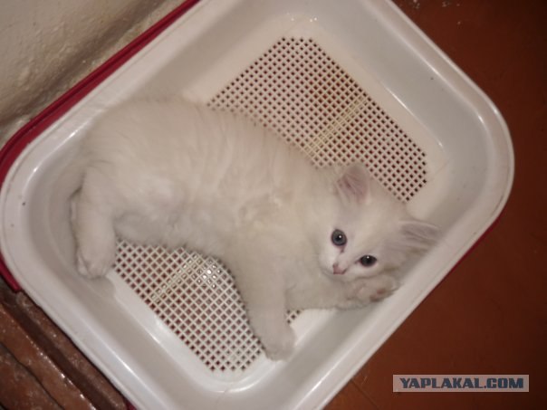 Котовторник в "КотоГетто"