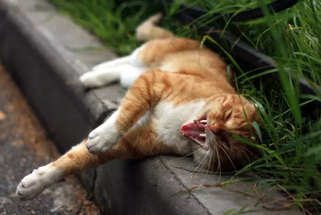 Котейка зевнул