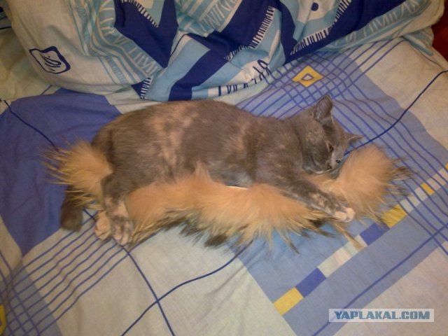 Котовторник 20.12.2011