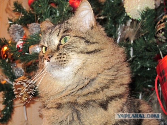 Первый КОТОВТОРНИК 2012
