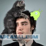Котенок-целитель