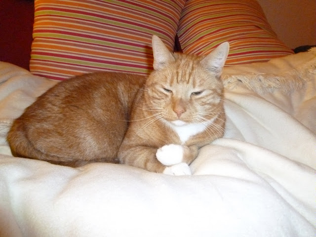 Котовторник 24.04.2012