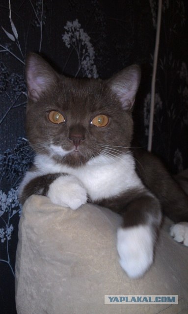 Котовторник ( 23.10. 2012. )