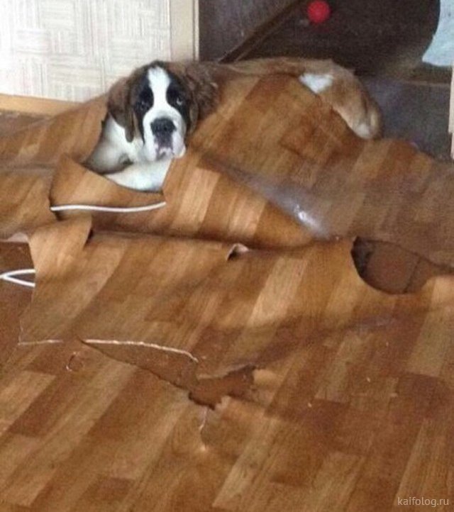 Милые животные. Мимиметр сломался