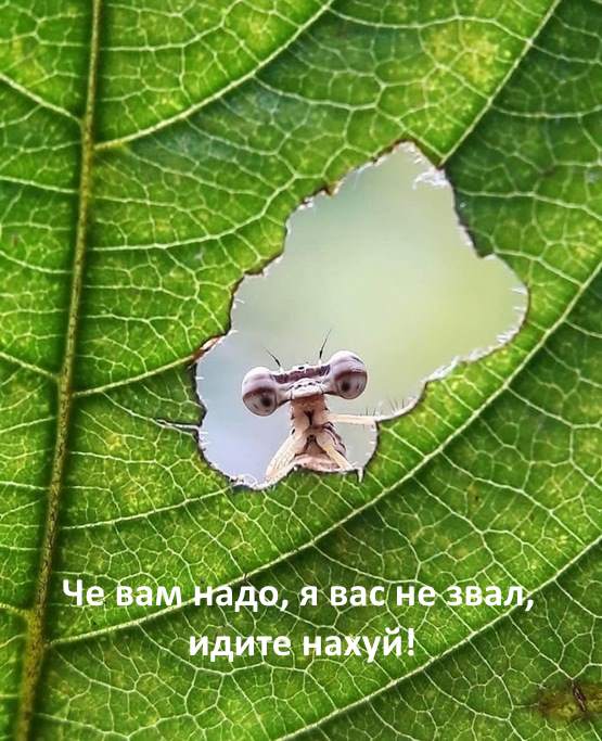 Немного картинок для настроения