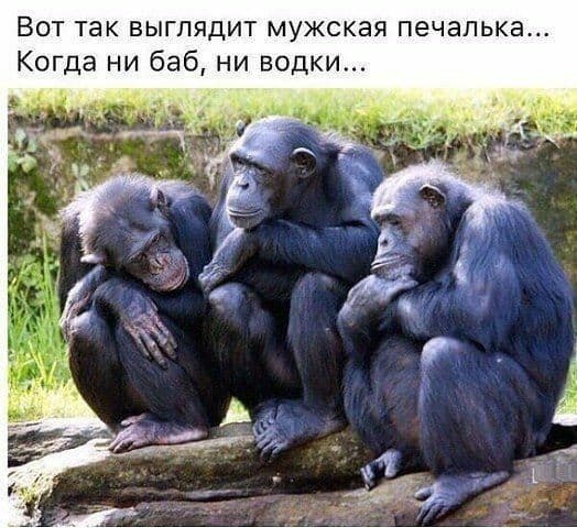 Картинки с надписями, истории и анекдоты 21.11.19