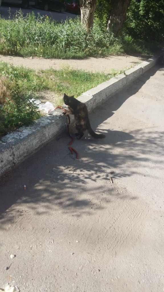 Живность из сети