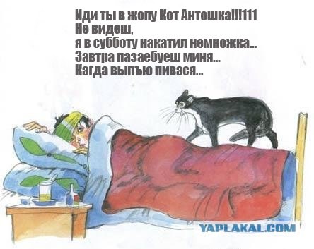 Кот, Антошка и порошок