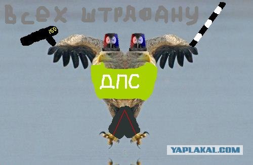 Суровый орел