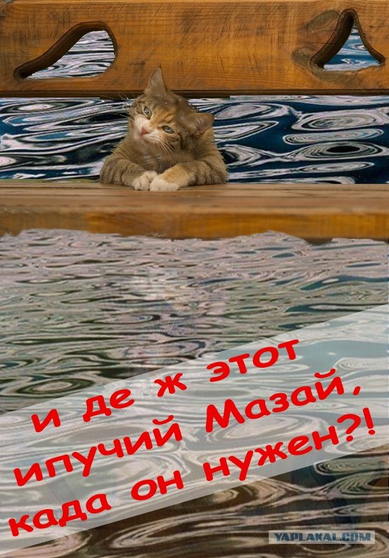 Фотожаба "Кот-коммерсант"