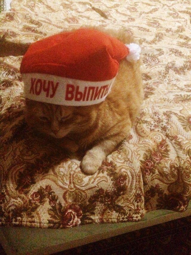 Добрые картинки с животными