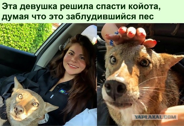 Девушка случайно нашла детеныша рыси, когда выгуливала собаку и решила забрать ее себе домой