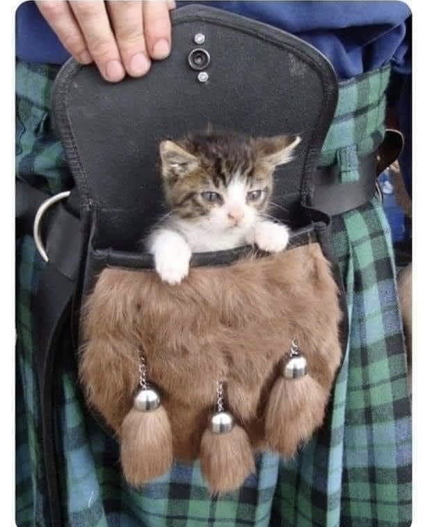 Котовторник в картинках