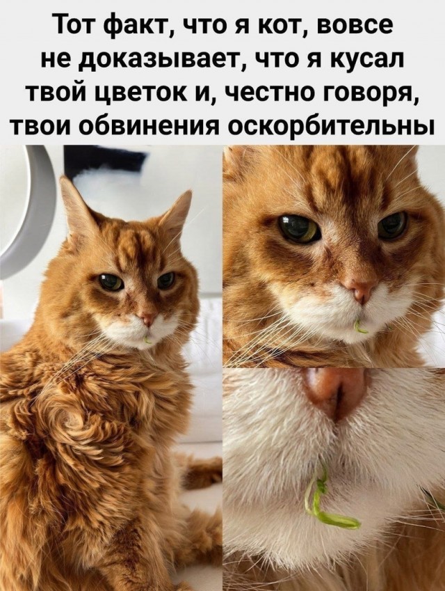 К котовторнику: подборка картинок-баянов с котиками и про котиков. Выпуск 12