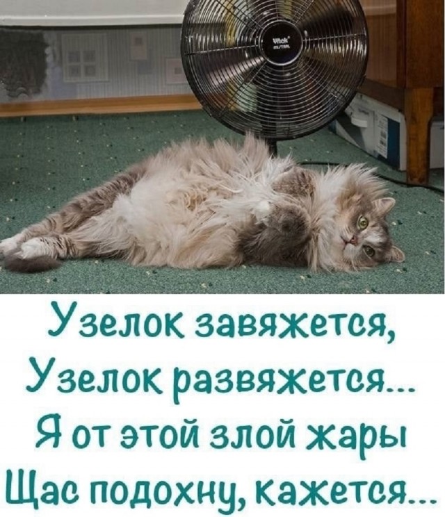 К котовторнику: подборка картинок-баянов с котиками и про котиков. Выпуск 16.