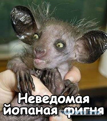 На пляже Шотландии обнаружили неизвестное чудовище