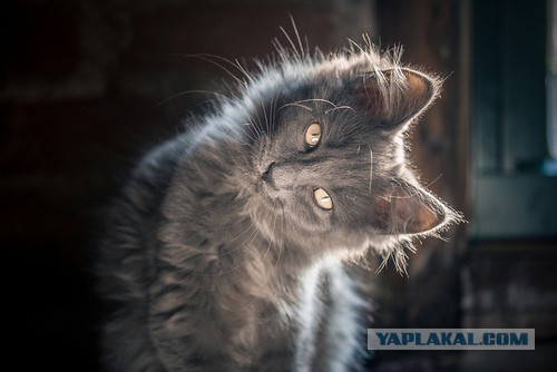 Очередное избиение школьницы...