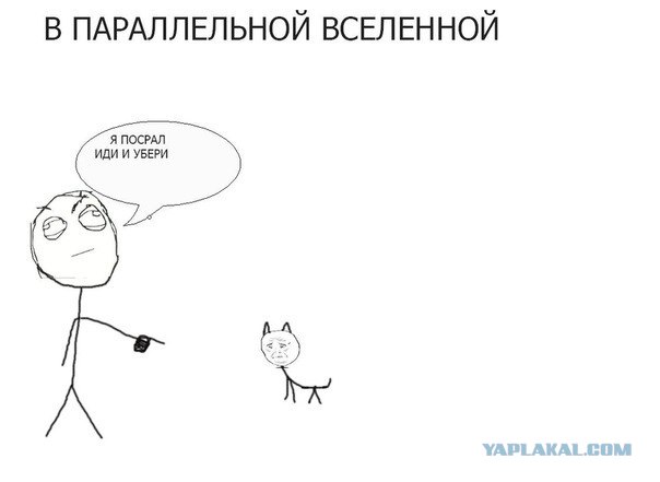 Коты и взгляды