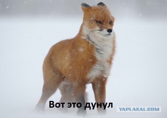 Вот это меня торкнуло