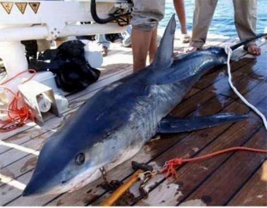 Акула-убийца поймана в Шарм-эль-Шейхе!