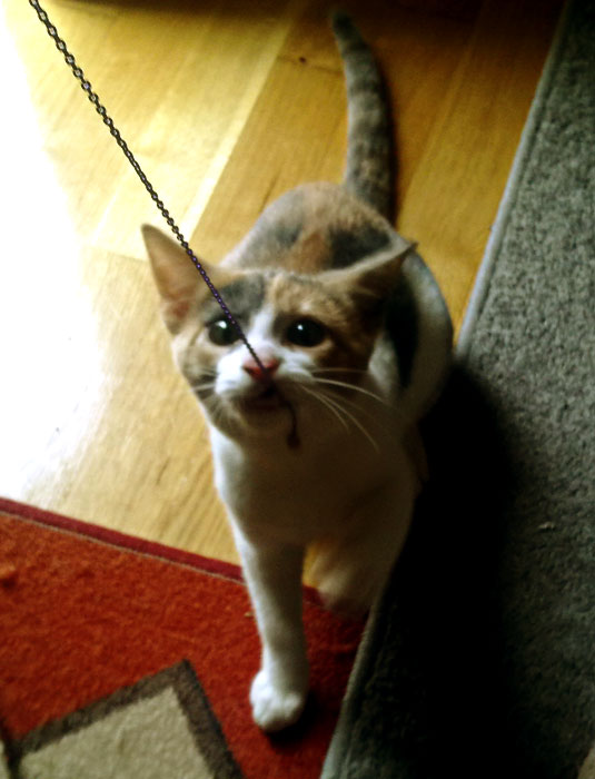 Котовторник