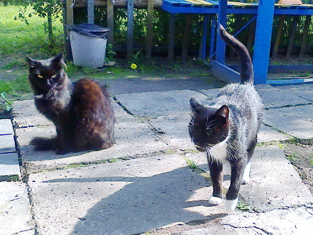 Котовторник