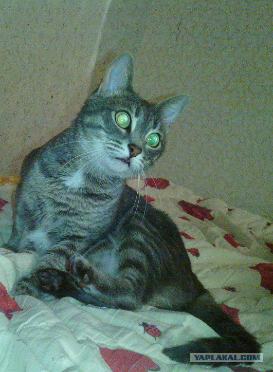 Котовторник 07 04 2015