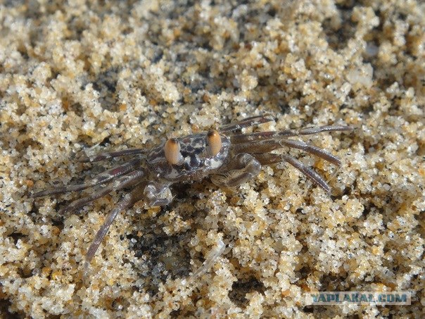 Победители конкурса микрофотографии