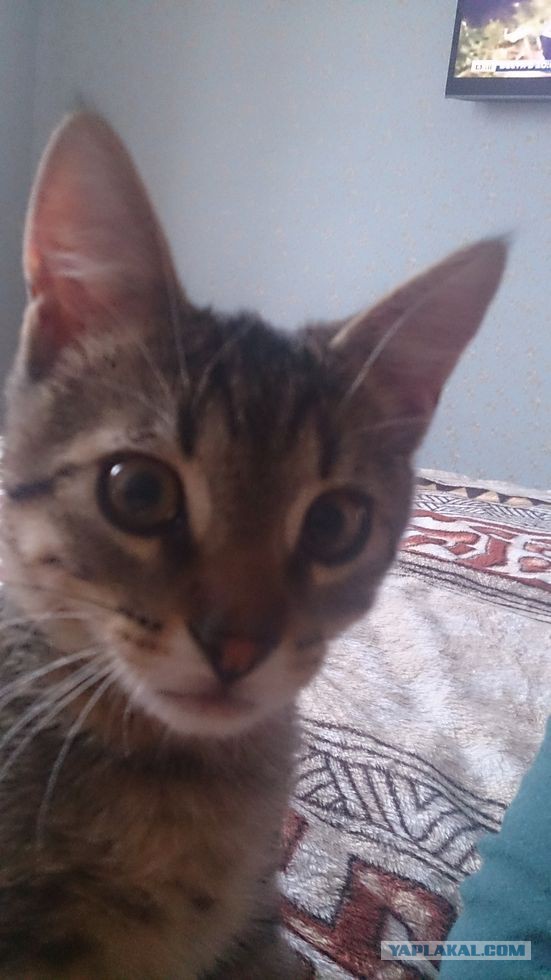 Котовторник 25.08.2015