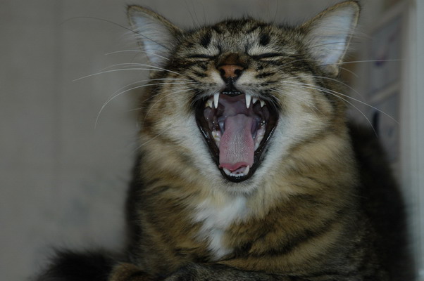 Коты, кошки, котята