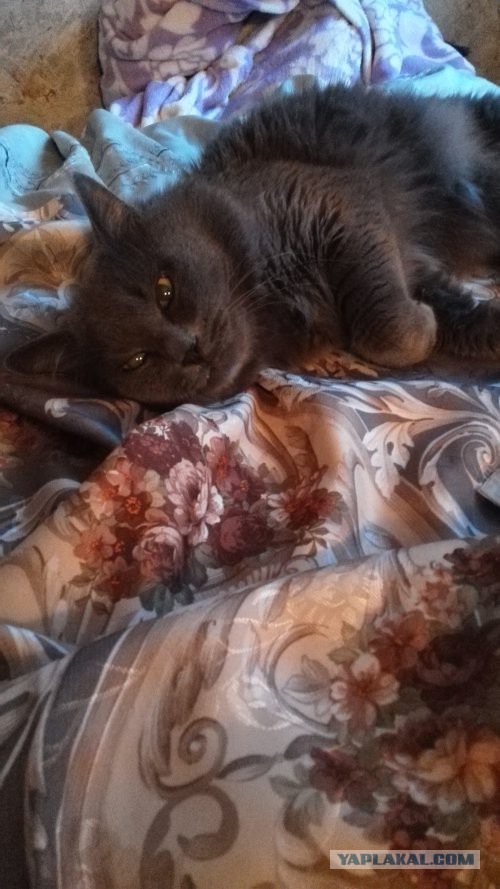 Котовторник 24.11.2015