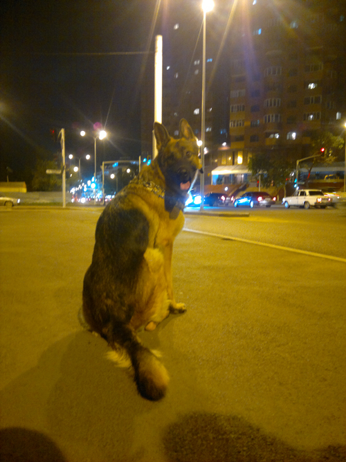 Очень добродушный песик сожрал хозяина