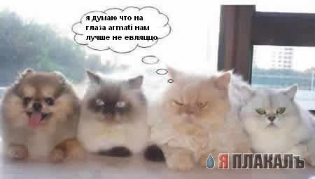 Коты, кошки, котята