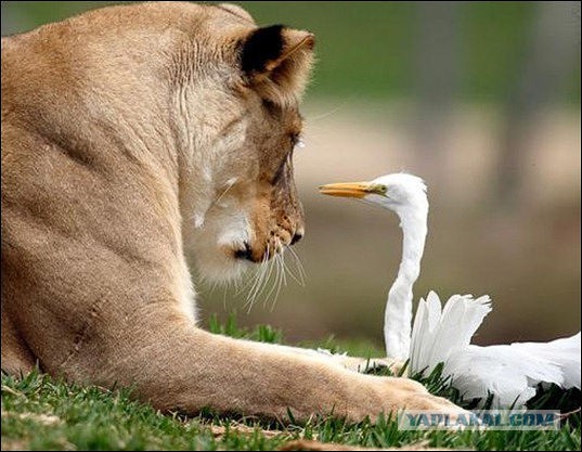 Эти глаза напротив. Калейдоскоп.