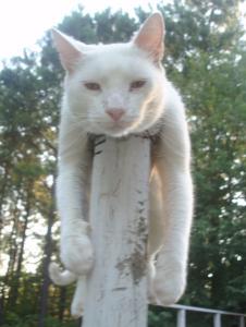 А вот и котовторник!