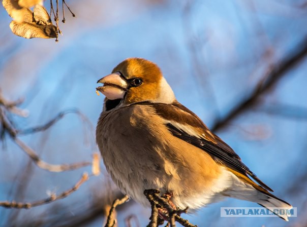 Каких птиц вы видите в городе?