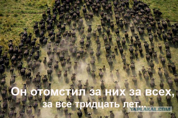 Тореадор умер после боя с быком в Испании