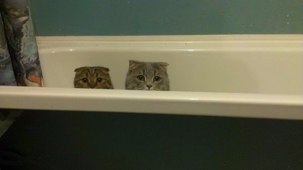 Прикольные животные