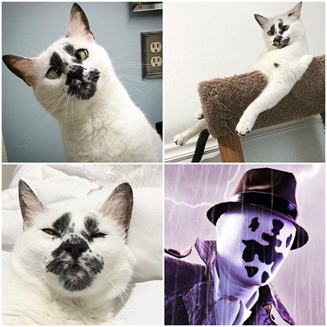 Коты из сети
