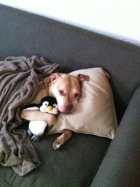 Живность из сети