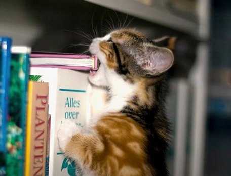 Коты и Кошки