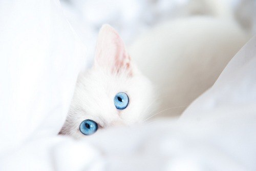 Коты и Кошки