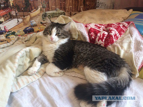 Котовторник 24.04.2018