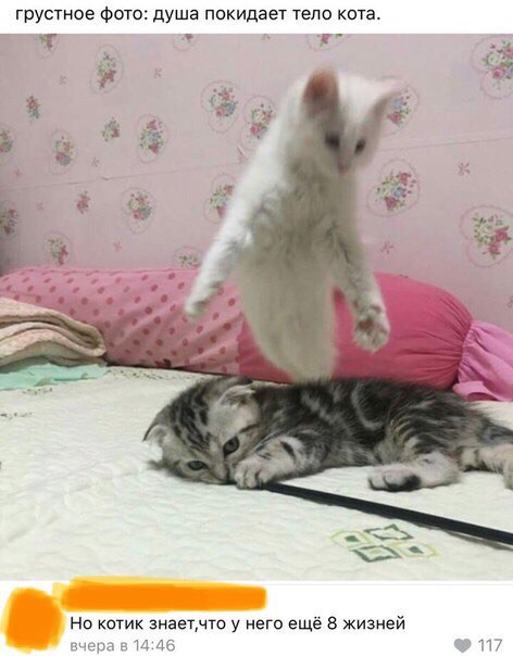 Неадекватные коты