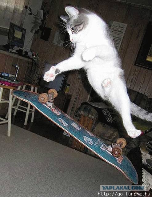 УРРААА ! Котовторник на ЯПлакалъ !