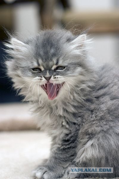 Коты говорят НЕТ понедельникам! Зевающие коты