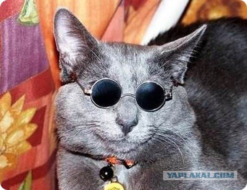 Котовторник на ЯПлакалъ: Кото и кто-то!
