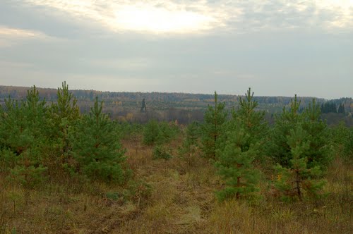 Составы Сибирского леса движутся в Китай