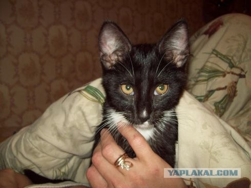 Последний Котовторник... октября :)